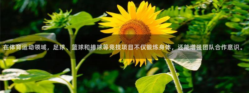 谈球吧体育官网：在体育运动领域，足球、篮球和棒球等竞技项目不仅锻炼身体，还能增强团队合作意识。